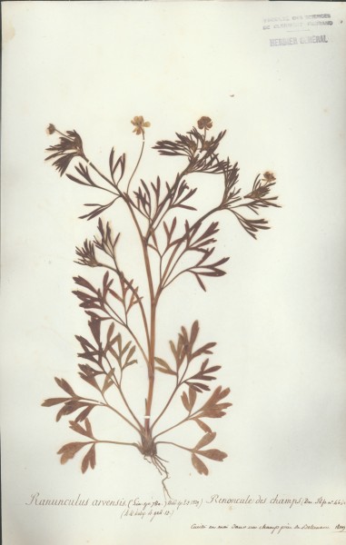 Ranunculus arvensisCLF004138