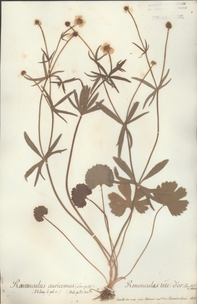 Ranunculus auricomus CLF004172