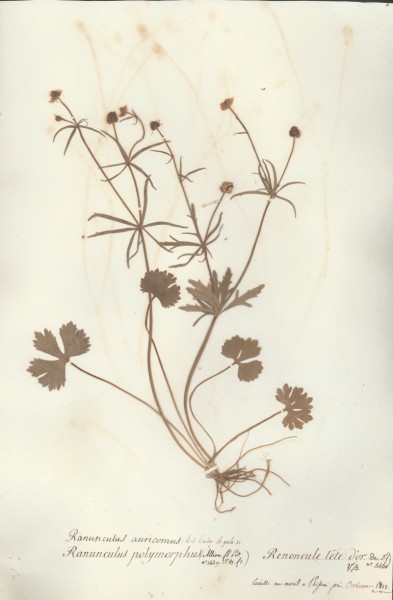 Ranunculus auricomus CLF004173