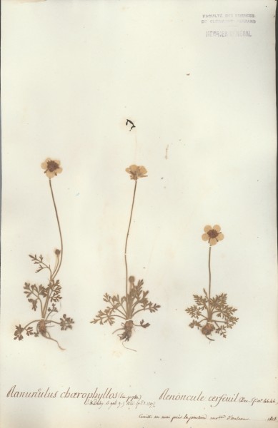 Ranunculus chaerophyllos CLF004275