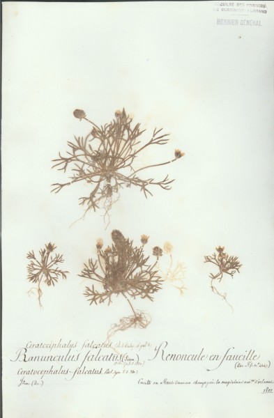 Ranunculus falcatus CLF 007177