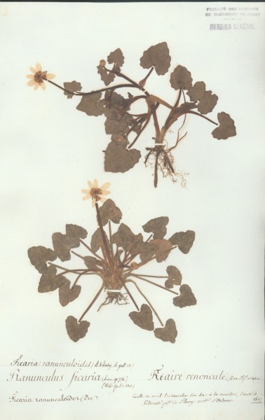 Ranunculus ficaria CLF007194
