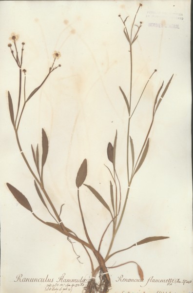 Ranunculus flammula CLF004307