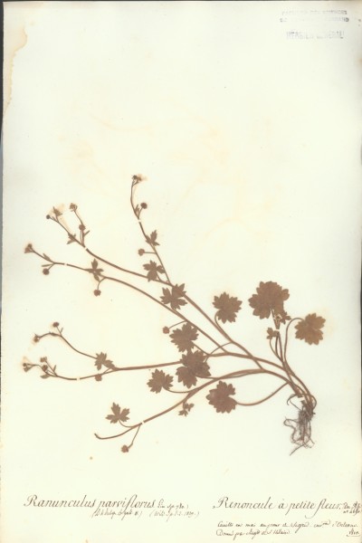 Ranunculus parviflorus CLF006876