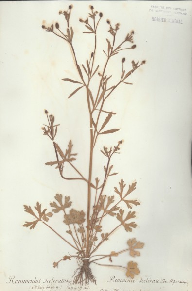 Ranunculus sceleratus CLF007062