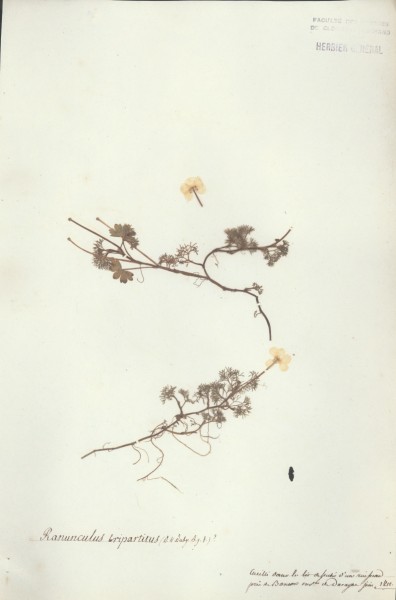 Ranuncuus tripartitus CLF007115