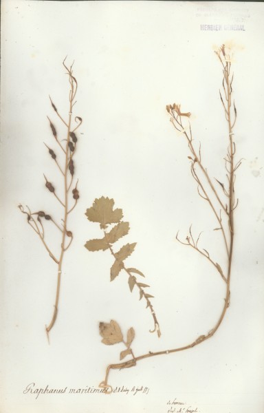 Raphanus maritimus CLF0151486
