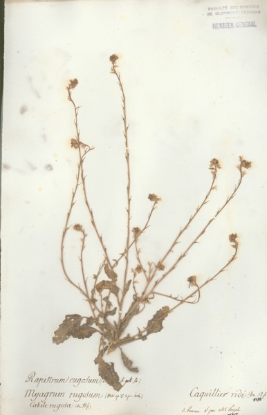Rapistrum rugosum CLF015439