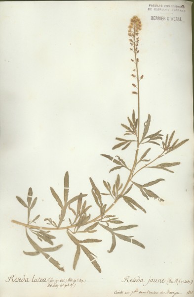 Reseda lutea CLF015694