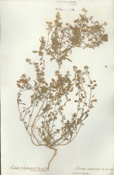 Reseda phyteuma CLF015731
