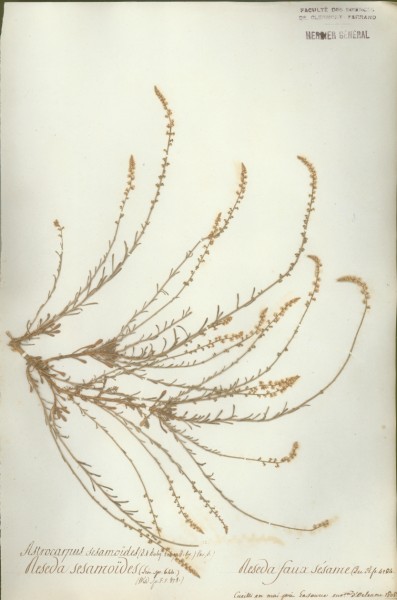 Reseda sesamoides CLF015573