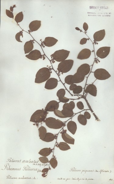 Rhamnus paliurus CLF023543