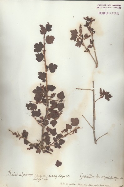 Ribes alpinum CLF035428