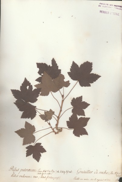 Ribes petraeum CLF035455