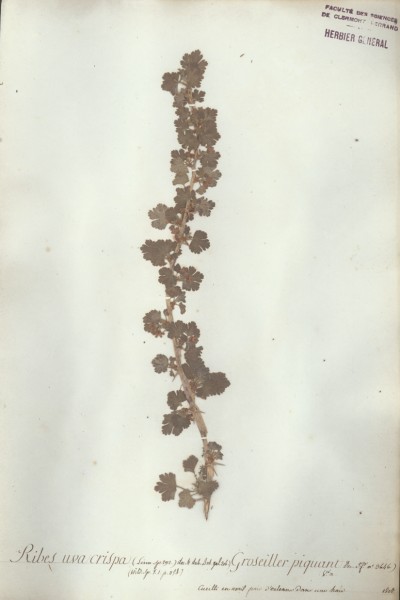 Ribes uvacrispa CLF035440