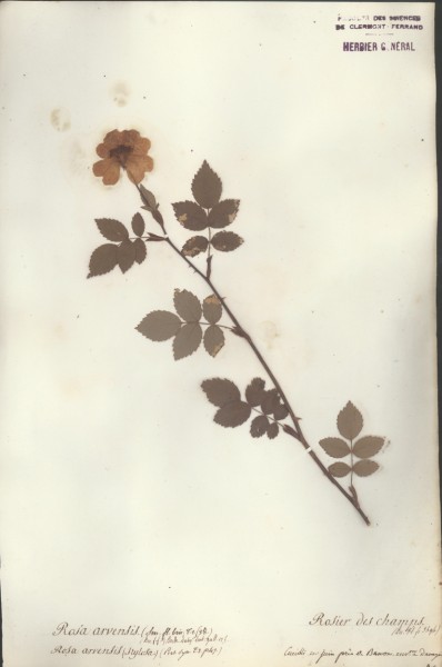 Rosa arvensis