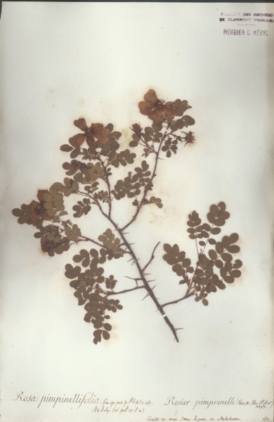Rosa pimpinellifolia
