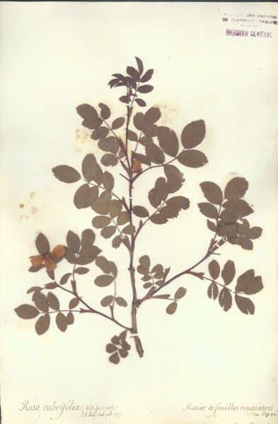 Rosa rubifolia