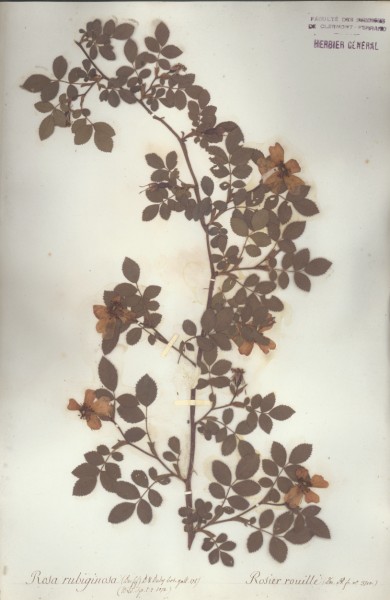 Rosa rubiginosa