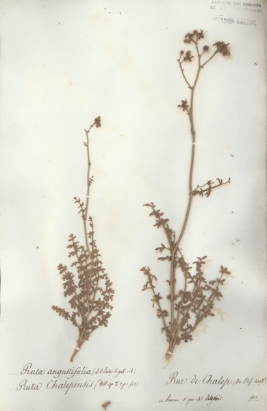 Ruta chalepensis CLF023289