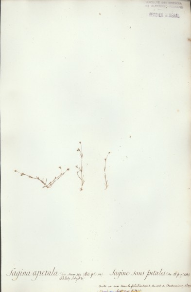 Sagina apetala CLF019942