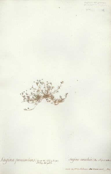 Sagina procumbens CLF019990