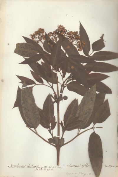 Sambucus ebulus CLF042913