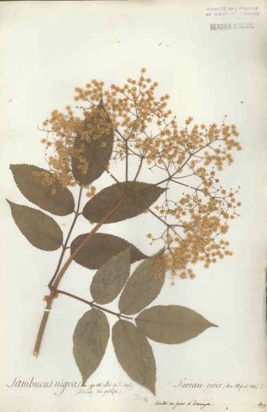 Sambucus nigra CLF042929