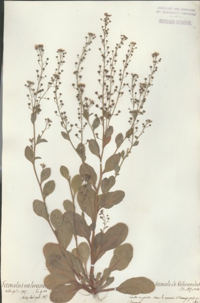 Samolus valrandi