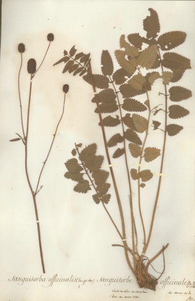 Sanguisorba officinalis CLF034265