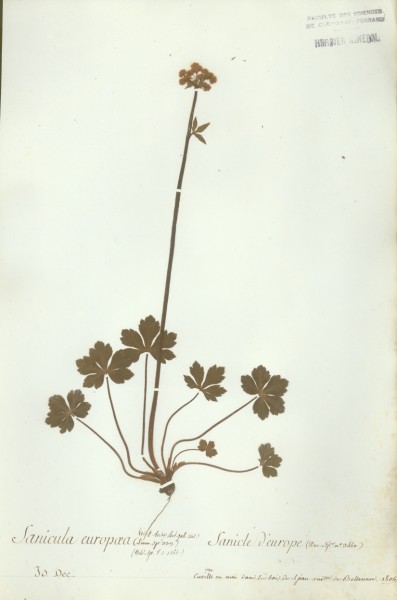 Sanicula europaea CLF038549