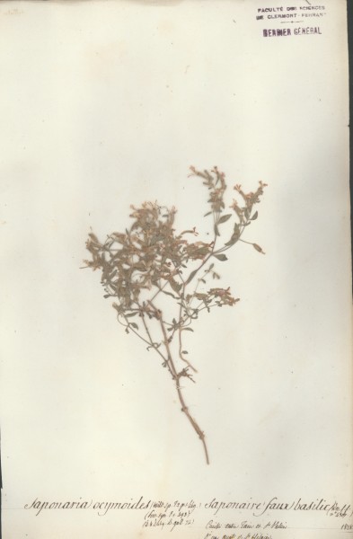 Saponaria ocymoides CLF018396