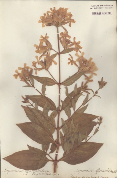 Saponaria officinale CLF018407