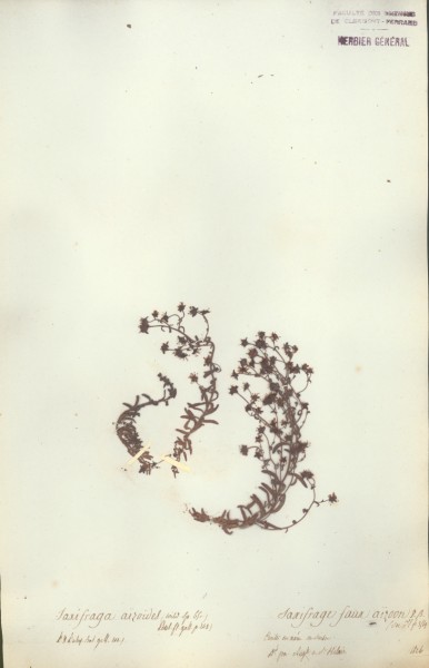 Saxifraga aizo&Atilde;¯des CLF034725