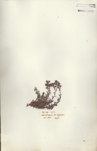 Saxifraga aizo&Atilde;¯des CLF034726