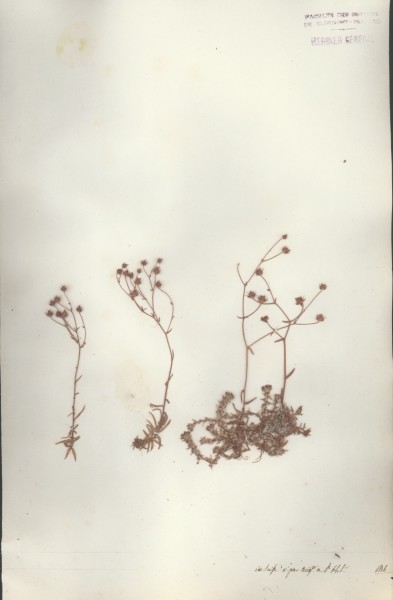 Saxifraga aspera  CLF034802