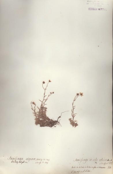 Saxifraga aspera CLF034802