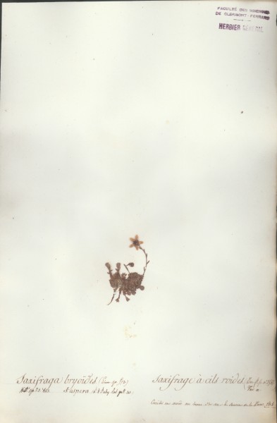 Saxifraga bryo&Atilde;¯des CLF034823