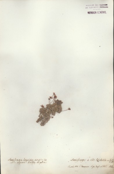 Saxifraga bryo&Atilde;¯des CLF034825