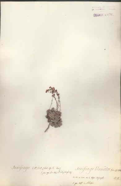 Saxifraga caesia  CLF034852
