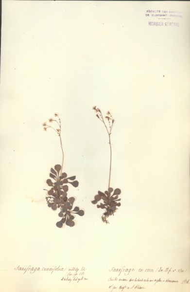 Saxifraga cune&Atilde;¯folia CLF034894