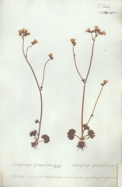 Saxifraga granulata CLF034941