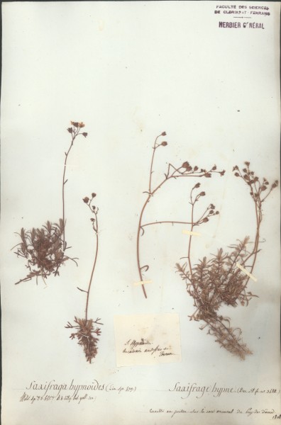 Saxifraga hypno&Atilde;¯des CLF034990