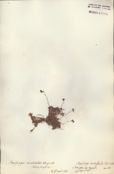 Saxifraga muscoides CLF035197