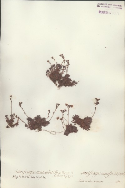 Saxifraga muscoides CLF035198