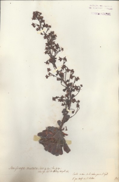 Saxifraga mutata CLF035061