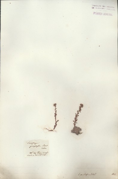 Saxifraga porophylla CLF035237
