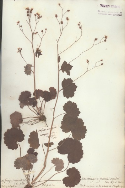 Saxifraga rotundifolia CLF035115