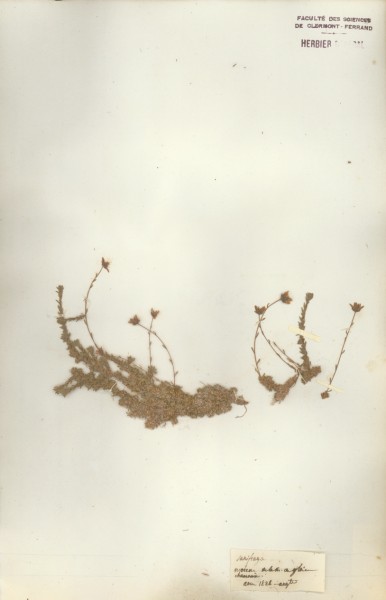 Saxifraga sp CLF034801