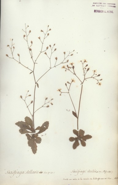 Saxifraga stellaris CLF035134